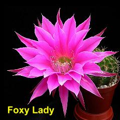 Foxy Lady.4.1.jpg 